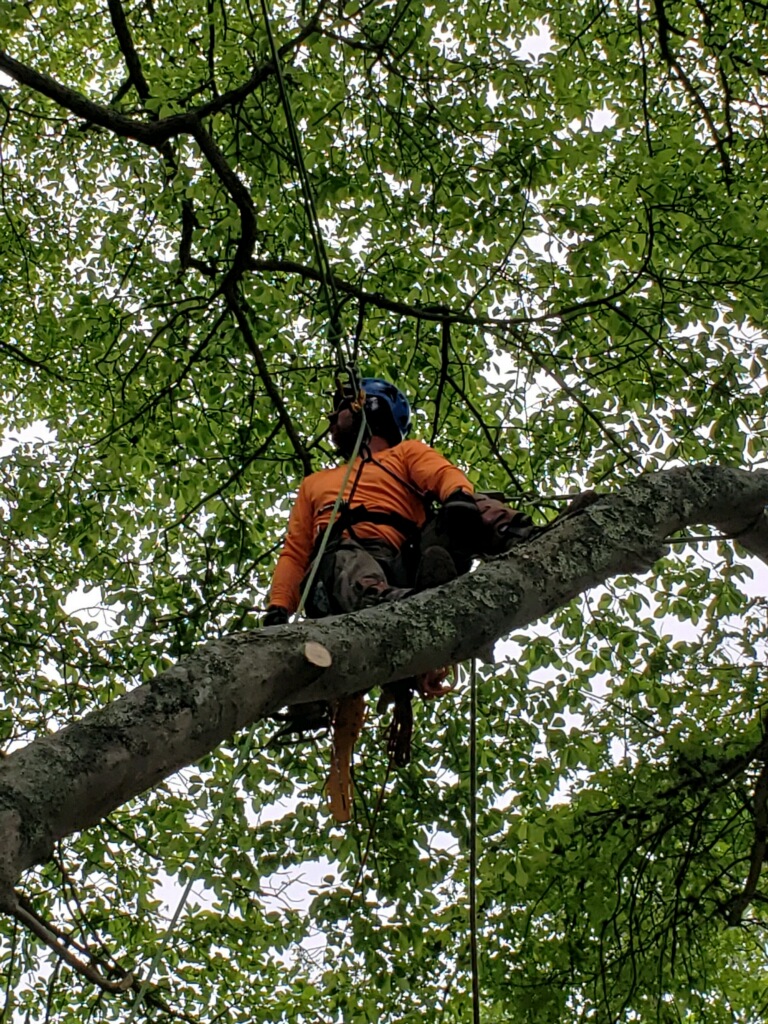 arborist man siting on tree branch