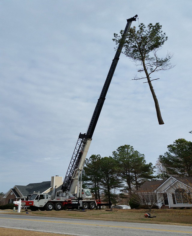 tree removal with tall crane