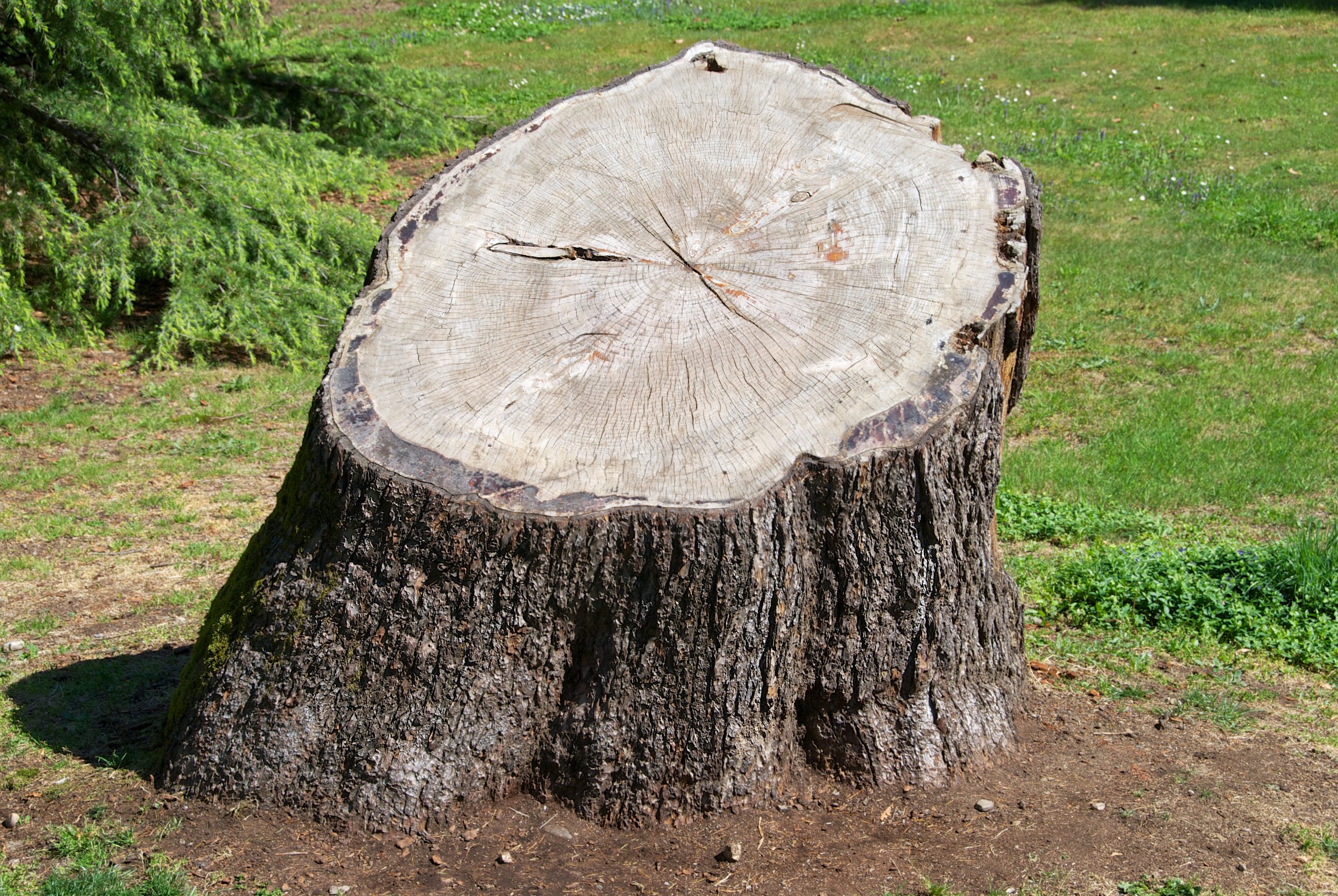 Tree stump