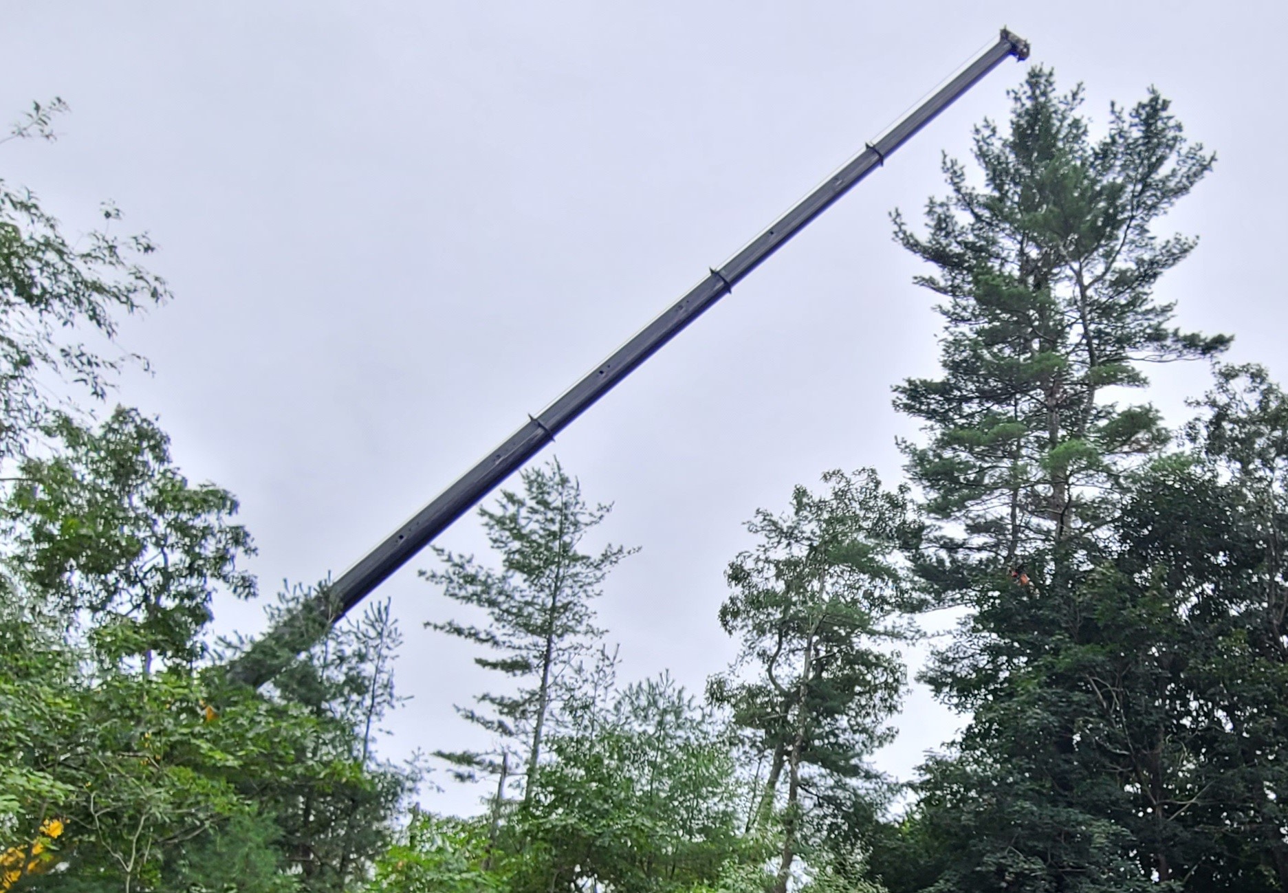 crane in sky between tall trees