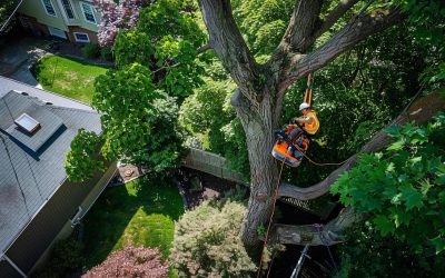 Tree Service in Marion, MA: Why Local Expertise Matters