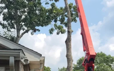Tree Removal in Wareham, MA: Serving South Coast Homeowners
