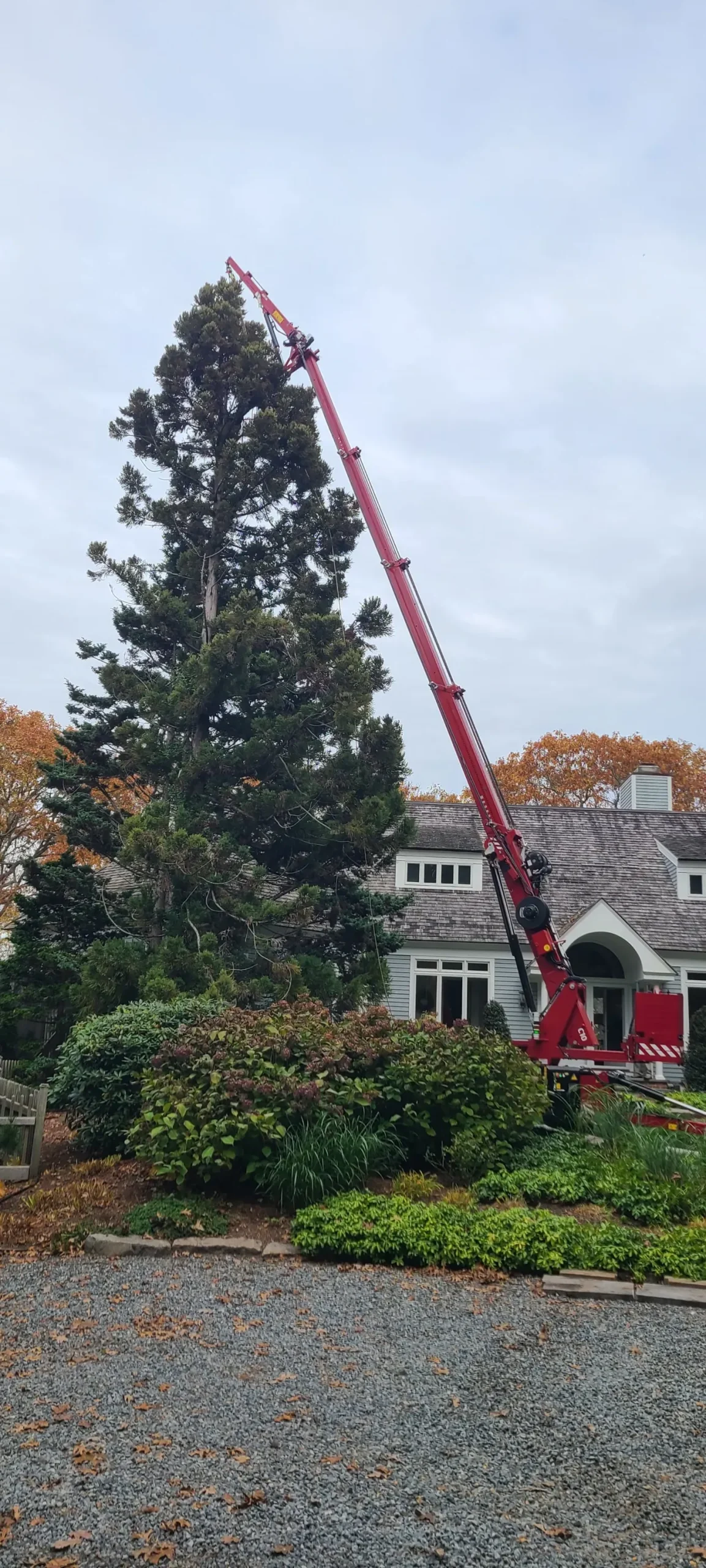 Team practicing eco-friendly disposal methods during tree removal
