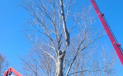 Tree Trimming Services in Marion & Wareham, MA