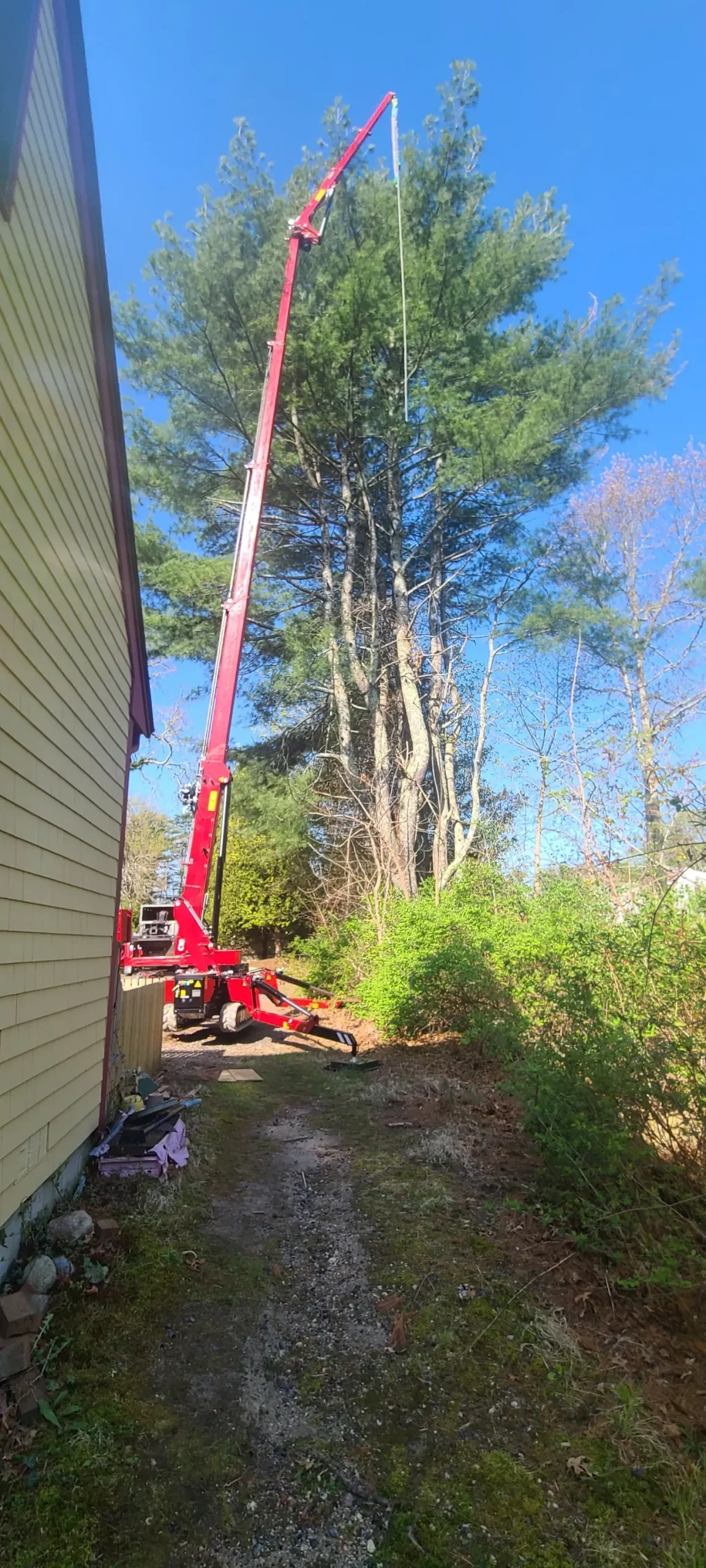 Licensed arborist inspecting a tree's health in a residential area of Wareham, MA, highlighting best practices for tree care