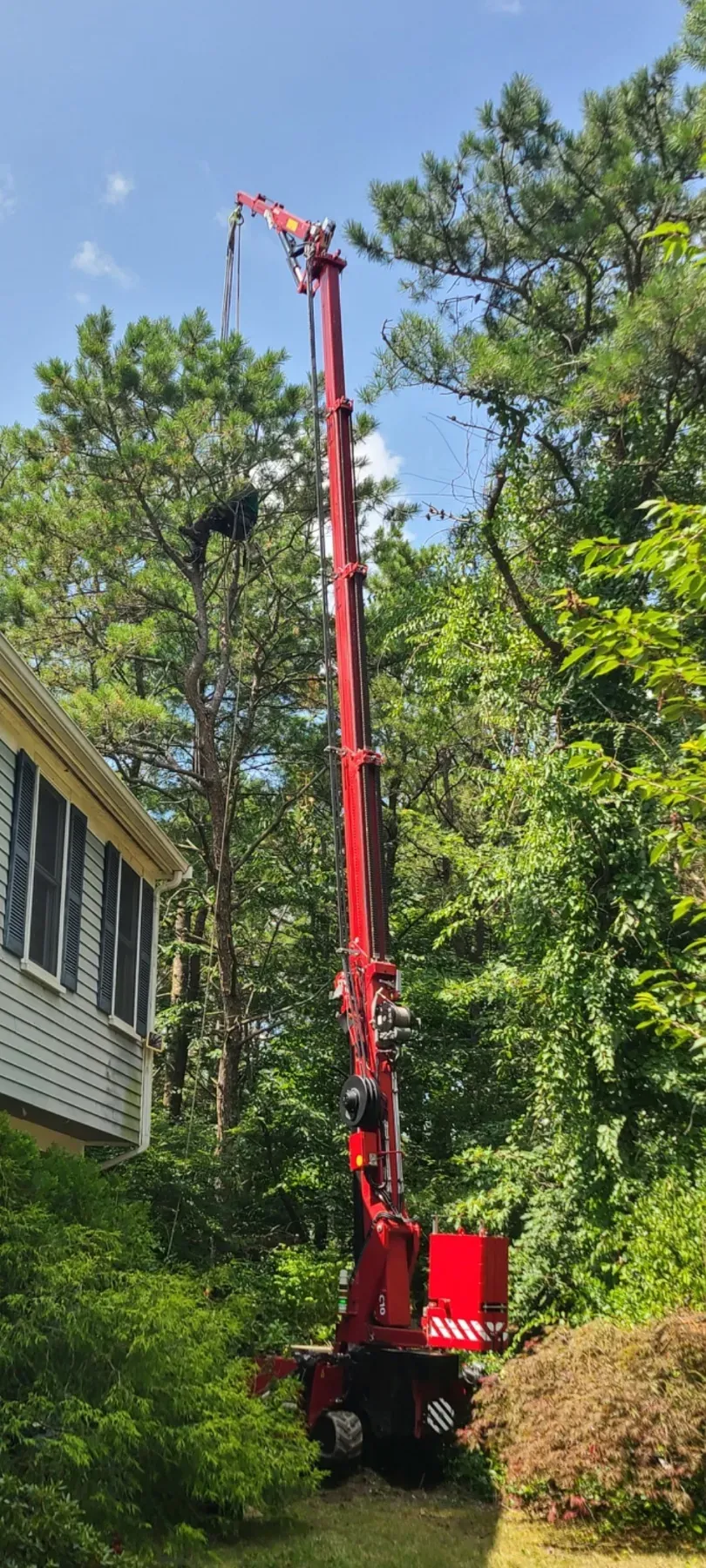 Licensed tree removal expert demonstrating safety practices