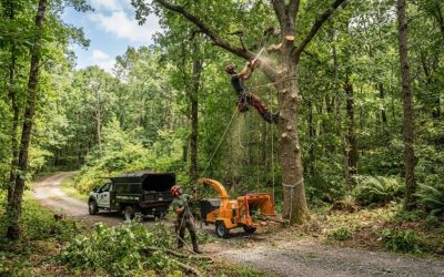 What Is Foppema Tree and What Tree Services Does It Offer?